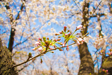 桜の蕾