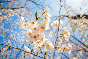 桜の花のクローズアップ