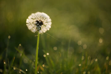 dandelion on grass © Sieku Photo