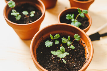 Close up of Strawberries sprout plant seeding in ceramic terracota pots on the wooden table background. Home gardening, love of houseplants. Spring time. Potted plants. 