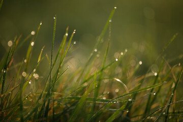 grass and dew