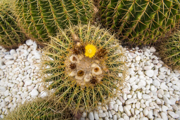 Natural background cactus close up in garden
