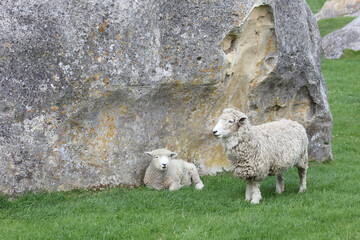 Romneyschaf / Romney sheep / Ovis.