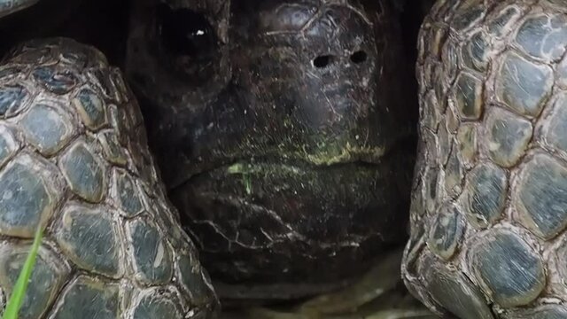 Closeup of a tortoise on a mountain in Greece in Spring