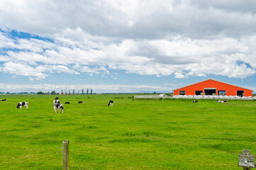 Farm with red barns and cows pasturing on the farm land