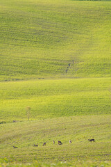 roe deer in a green meadow eats grass and looks around. Concept of wild animals in nature.