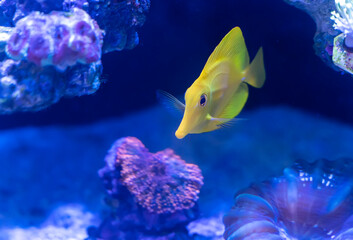 Yellow tang surgeon fish on the coral reef.