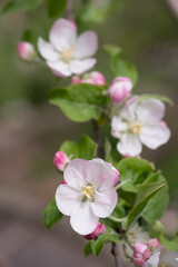 apple buds and blossoms close up