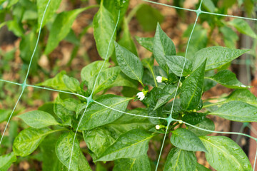 Thick-walled peppers bloomed in the garden. The idea of garter plants in the garden. Top view of...