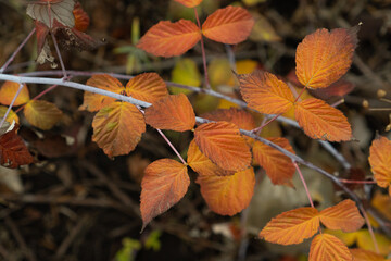 Autumn days filled with sunlight and purple colors. Golden raspberry bush, preparing plants for winter. Pruning and sheltering. Desktop screensaver, wallpaper, calendars and design. Selective focus.