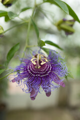 close up of a single passiflora or passion flower and passion vine