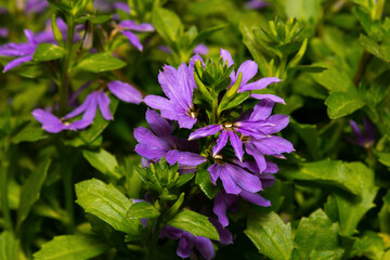 Blue fan flower scaevola aemula.