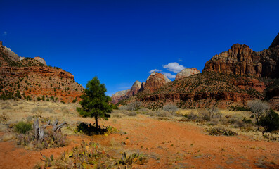 Zions National Park Canyon with Pine Tree Blue Sky Cliffs and Cacti Cactus