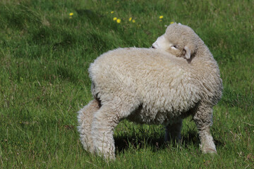 Romneyschaf / Romney sheep / Ovis.
