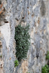Nature versus civilization. The abandoned Greek village of Kayakoy, Fethiye, Turkey. Ghost Town Kayakoy. Ancient abandoned