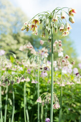 allium siculum, honey garlic, sicilian honey lily, sicilian honey garlic, mediterranean bells