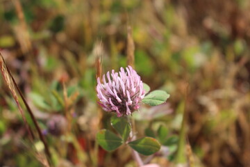flower in the garden