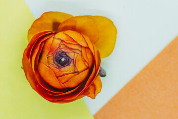 Fleur renoncule orange sur un fond coloré - Composition florale minimaliste et espace vide	
