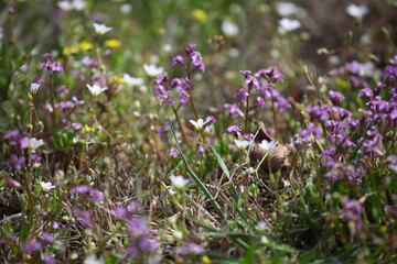 image of field flower background