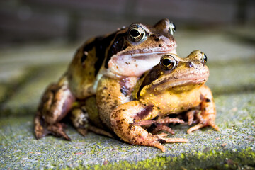 Mating Frogs
