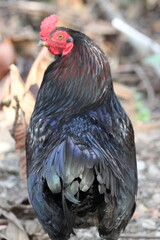 Black chicken. Free-range chicken.