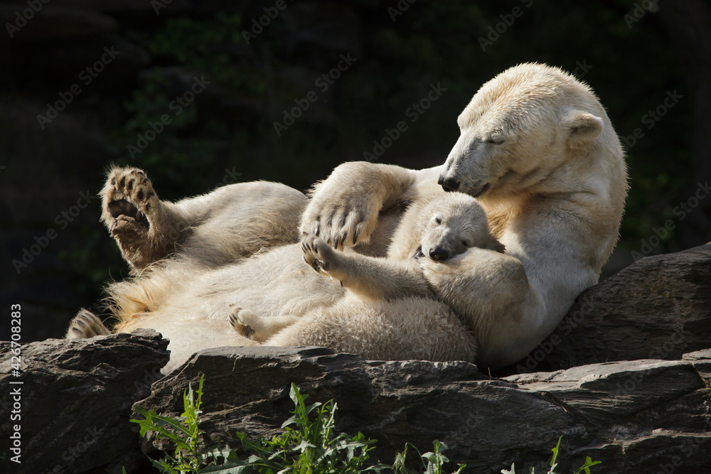 Poster polar bear (ursus maritimus) with its cub