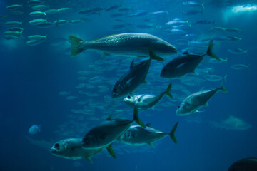 Obraz na płótnie Canvas Pompano (Trachinotus ovatus).