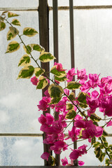 magenta-pink bougainvillea in bloom near a window