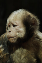 Golden-bellied capuchin (Sapajus xanthosternos)