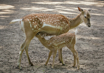 Persian fallow deer (Dama dama mesopotamica)