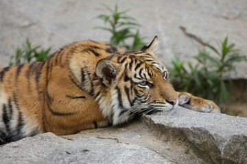Sumatran tiger cub (Panthera tigris sumatrae)