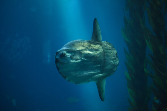 Ocean sunfish (Mola mola)