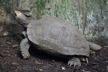 Asian giant tortoise (Manouria emys)