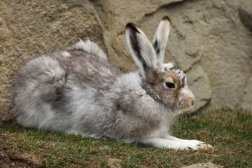 Mountain hare (Lepus timidus)