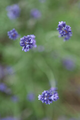 close up of lavender stalks on green background
