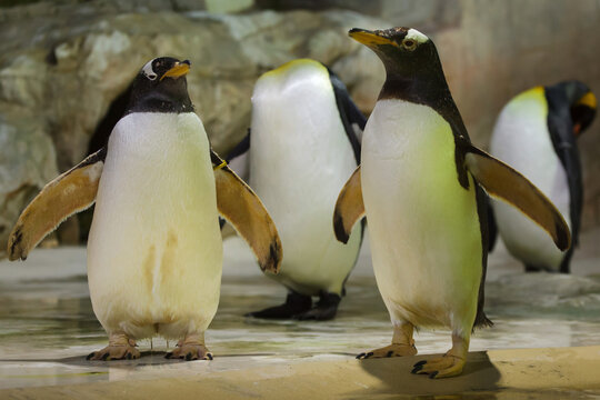 King Penguin (Aptenodytes Patagonicus).