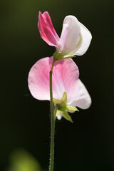 variegated deep pink and white sweet pea on a dark background