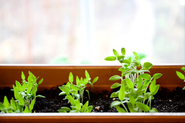 Tomatoes seedlings in container on windowsill. Young sprouts of tomato plant close up with copy...