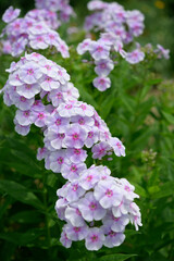 pink and white phlox flowers