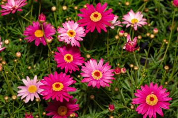Fototapeta premium Lot of blooming argyranthemum frutescens flowers