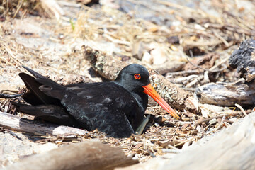 Neuseeländischer Austernfischer / Variable oystercatcher / Haematopus unicolor
