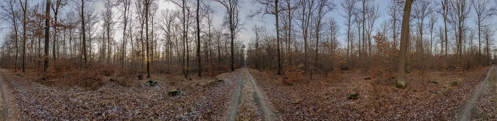 Panoramic image of a forest with paths branching off from the central point of the photo in different directions