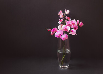Purple orchid in glass vase on dark background