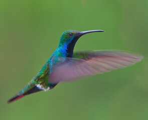 Black-throated Mango hummingbird (Anthracothorax nigricollis), male hovering, near Bogota, Colombia.