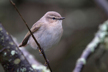 Chiffchaff, Siberian subspecies, (Phylloscopus collybita tristis), Stithians Reservoir, Cornwall, UK.