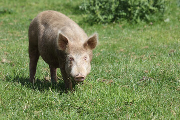 Hausschwein / Domestic pig / Sus scrofa domesticus