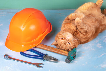 The funny ginger British shorthair cat lies on its back on a wooden surface. Nearby lie a helmet...
