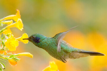 Green Violetear (Colibri thallasinus), hummingbird feeding from flowers, Santa Marta, Colombia.