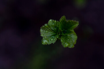 currant leaf