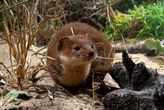 Mauswiesel (Mustela nivalis) vom Peloponnes, Griechenland // Least weasel from Peloponnesus, Greece